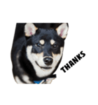 ShibaInu Bagel intl.（個別スタンプ：22）