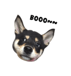 ShibaInu Bagel intl.（個別スタンプ：23）