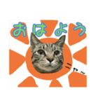 実写猫のノラとテリー（個別スタンプ：1）