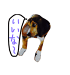 愛犬ヒロ（個別スタンプ：1）