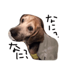愛犬ヒロ（個別スタンプ：2）