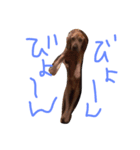 愛犬ヒロ（個別スタンプ：3）