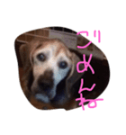 愛犬ヒロ（個別スタンプ：4）