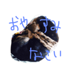 愛犬ヒロ（個別スタンプ：5）