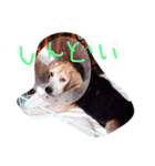愛犬ヒロ（個別スタンプ：6）