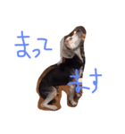 愛犬ヒロ（個別スタンプ：8）