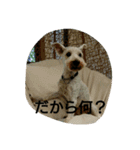 wanwanparadise（個別スタンプ：14）