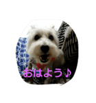 wanwanparadise（個別スタンプ：16）