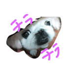 ペキニーズ 姫（個別スタンプ：1）