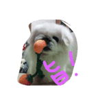 ペキニーズ 姫（個別スタンプ：4）