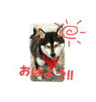 黒柴 りん♪（個別スタンプ：1）