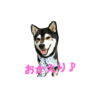 黒柴 りん♪（個別スタンプ：4）