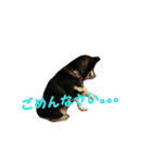 黒柴 りん♪（個別スタンプ：6）