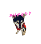 黒柴 りん♪（個別スタンプ：10）