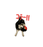 黒柴 りん♪（個別スタンプ：11）