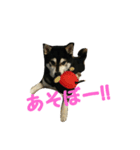 黒柴 りん♪（個別スタンプ：12）