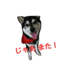 黒柴 りん♪（個別スタンプ：13）