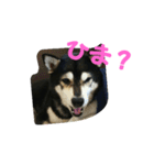 黒柴 りん♪（個別スタンプ：14）