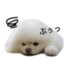 ポメラニアン雪丸（個別スタンプ：2）
