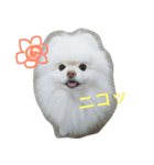 ポメラニアン雪丸（個別スタンプ：3）
