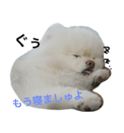 ポメラニアン雪丸（個別スタンプ：4）