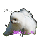 ポメラニアン雪丸（個別スタンプ：5）