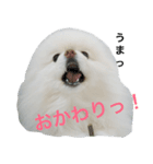 ポメラニアン雪丸（個別スタンプ：6）