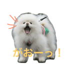 ポメラニアン雪丸（個別スタンプ：7）