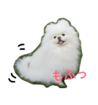 ポメラニアン雪丸（個別スタンプ：8）
