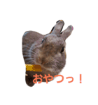 ごきげんうさぎのジュエラくん（個別スタンプ：1）