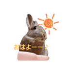 ごきげんうさぎのジュエラくん（個別スタンプ：12）