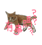 ねことくも（個別スタンプ：1）