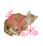 ねことくも（個別スタンプ：5）