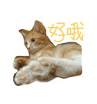 ねことくも（個別スタンプ：7）