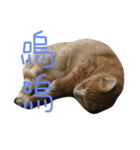 ねことくも（個別スタンプ：8）