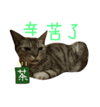 ねことくも（個別スタンプ：10）