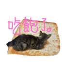 ねことくも（個別スタンプ：11）