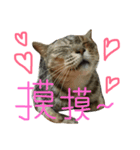 ねことくも（個別スタンプ：13）