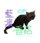 ねことくも（個別スタンプ：15）