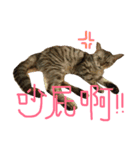 ねことくも（個別スタンプ：16）