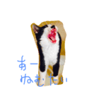 gattogattogatto（個別スタンプ：3）