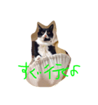 gattogattogatto（個別スタンプ：4）
