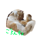 にゃー時々るなくま（個別スタンプ：2）