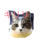 ぴんのつぶやき（個別スタンプ：1）