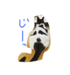 ぴんのつぶやき（個別スタンプ：3）