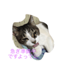 ぴんのつぶやき（個別スタンプ：4）