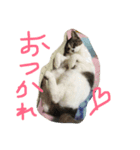 ぴんのつぶやき（個別スタンプ：5）
