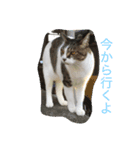 ぴんのつぶやき（個別スタンプ：6）