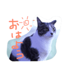 ぴんのつぶやき（個別スタンプ：8）