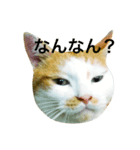はちわれ猫の力丸さん（個別スタンプ：1）
